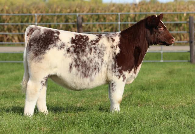 HC NORTH OF 49 55G • Cattle Visions • Premier Multi-Breed Online