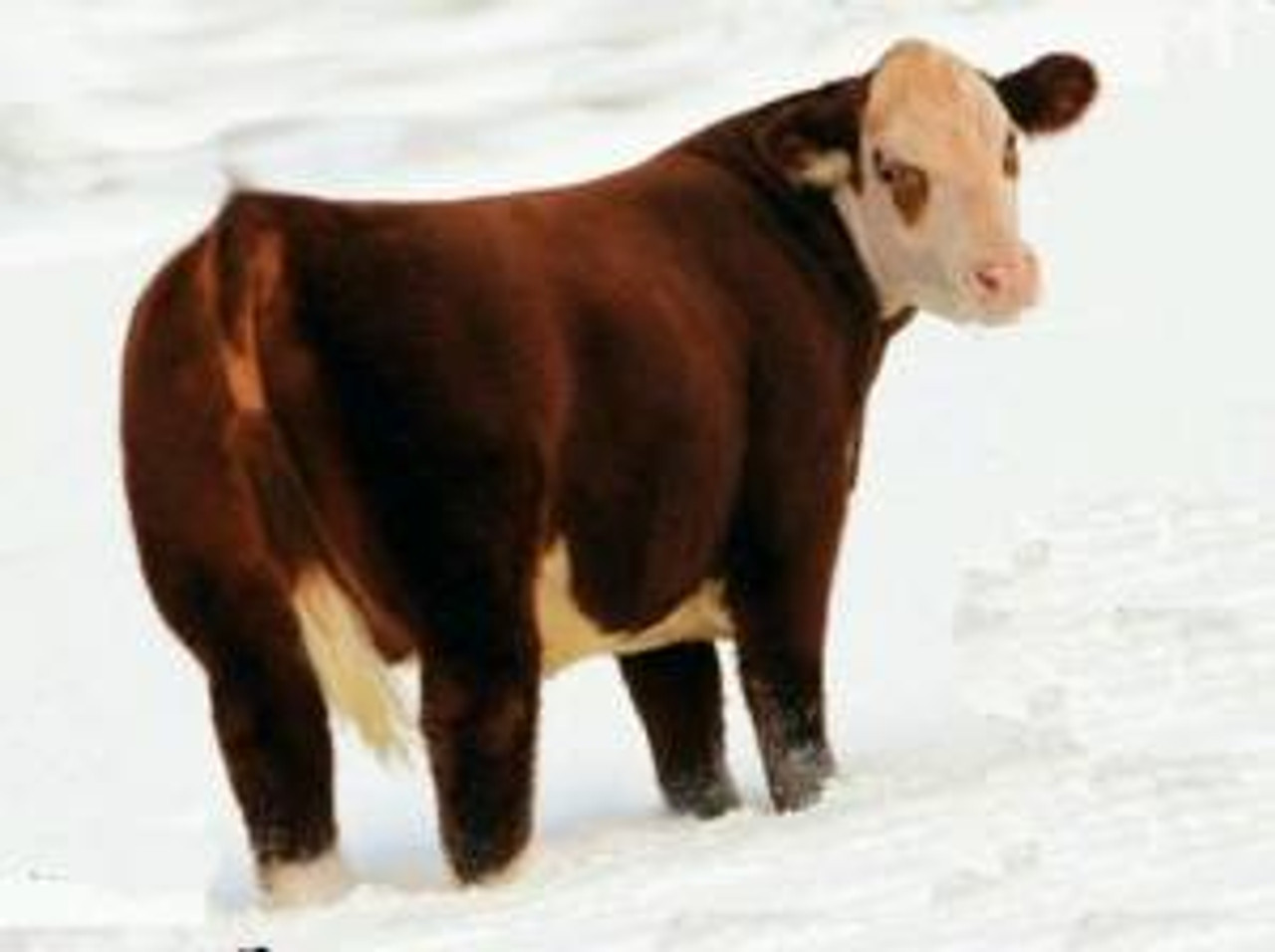 HEREFORD FEVER • Cattle Visions • Premier Multi-Breed Online Semen ...
