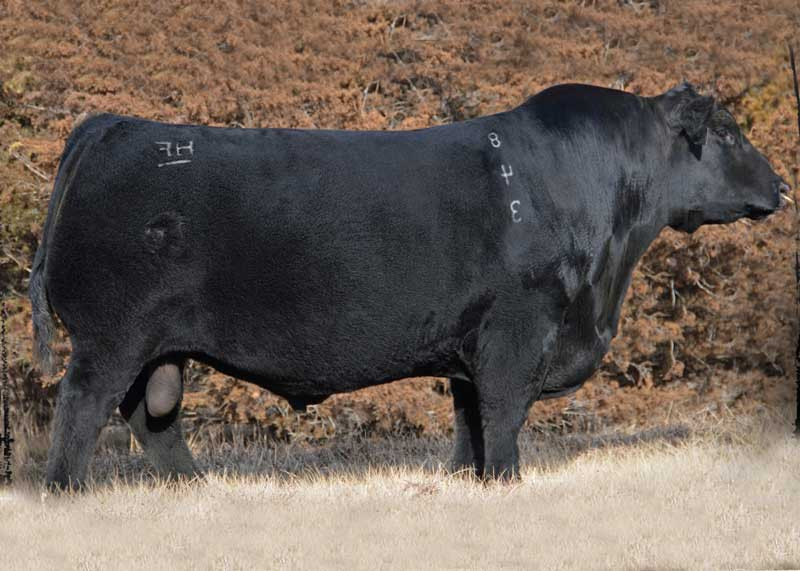 HF Prowler 843 • Cattle Visions • Premier Multi-Breed Online Semen
