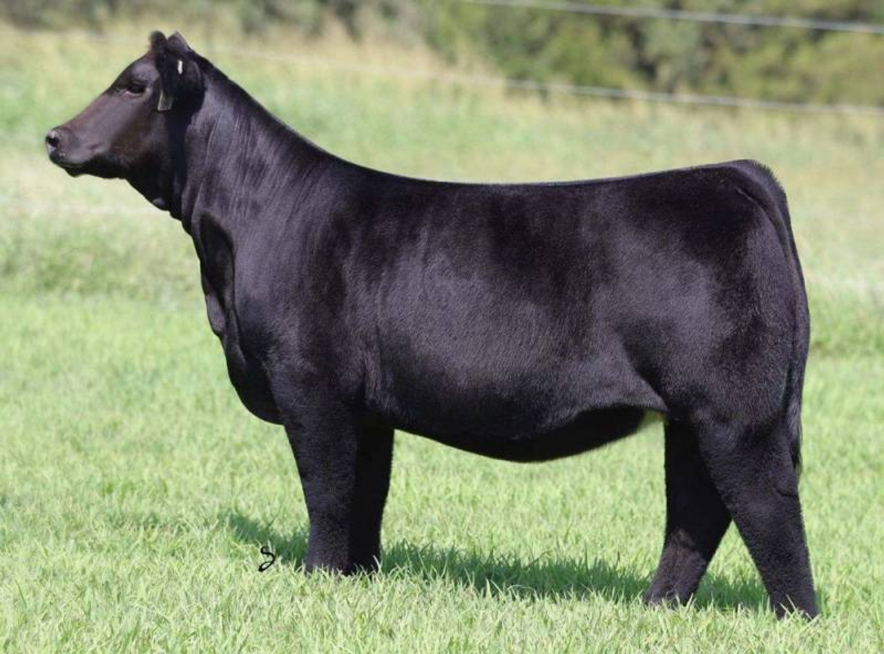 BLACK Bull　8枚 Wyndford Aizakura - Wyndford Wagyu