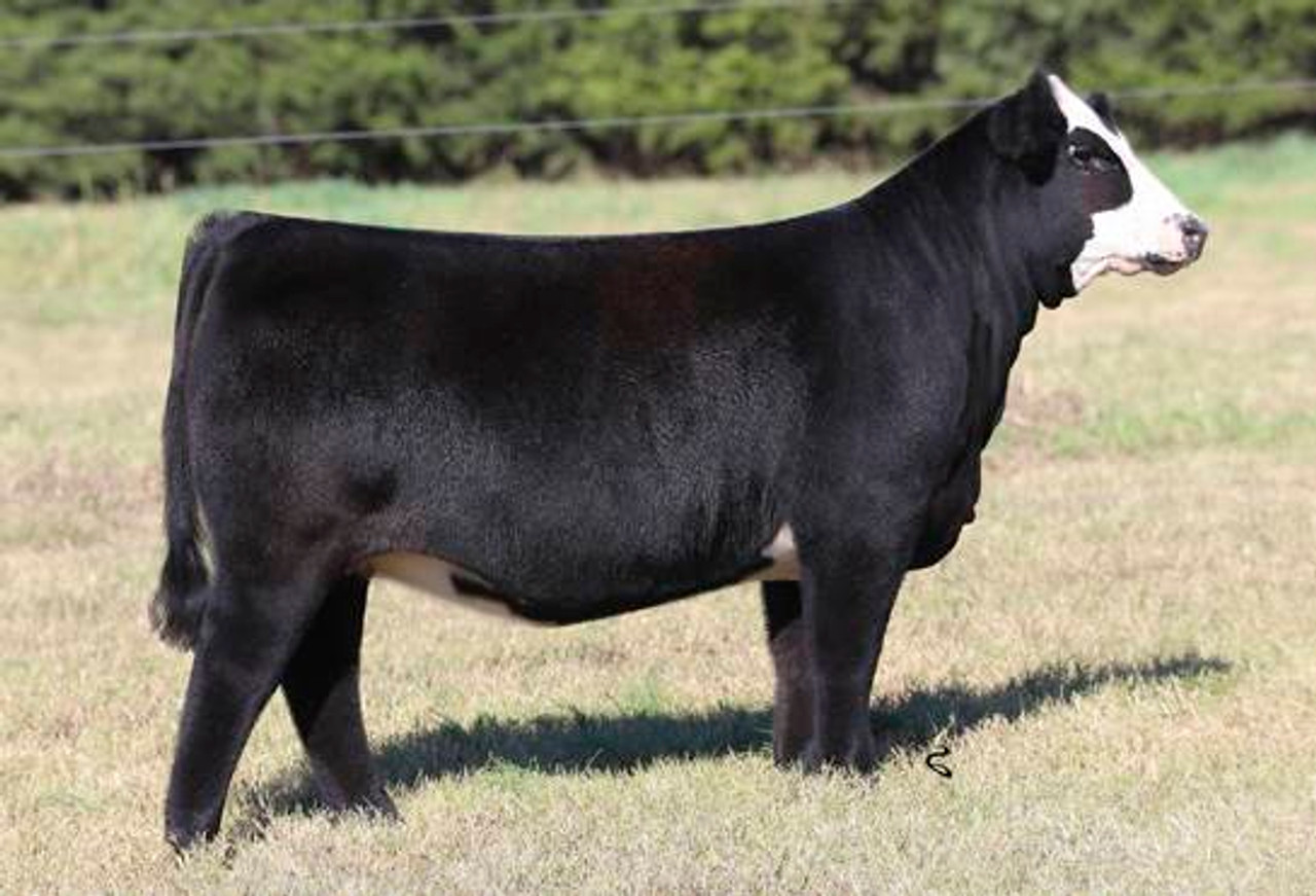 JASS ON THE MARK 69D • Cattle Visions • Premier Multi-Breed