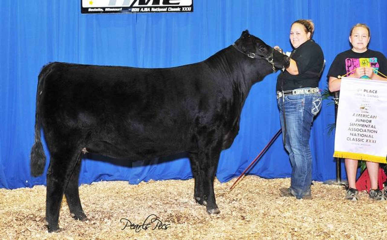 BLACK Bull　8枚 Wyndford Aizakura - Wyndford Wagyu