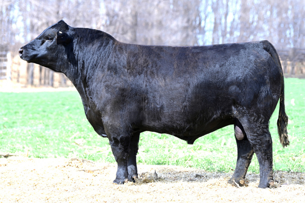 JC KING OF THE ROAD 468H • Cattle Visions • Premier Multi-Breed 