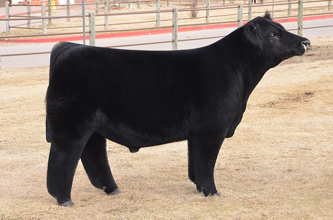 Cattle Vision Examples All Eyes On Me - CATTLE VISIONS