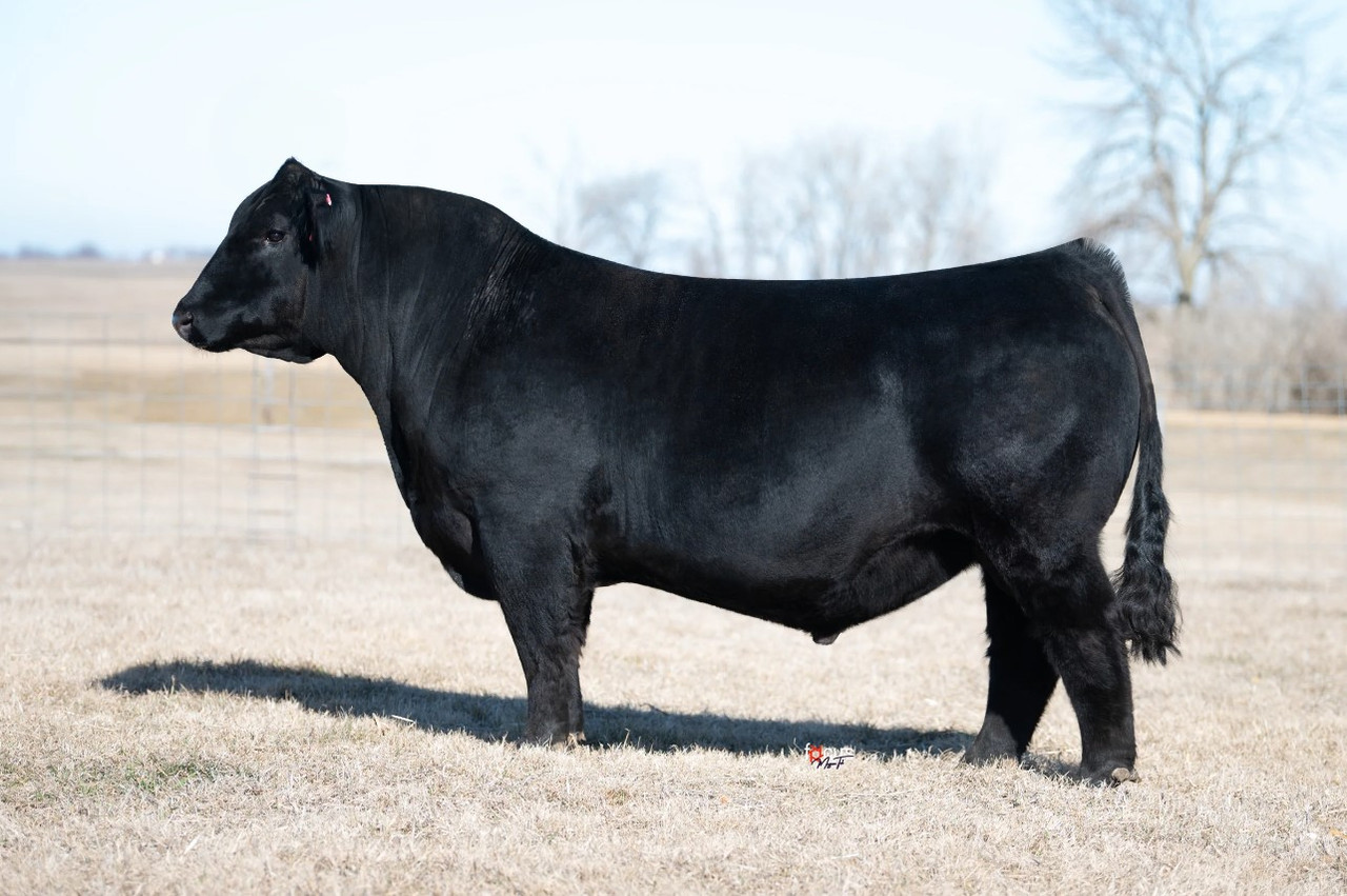 WINC All Right 213K - CATTLE VISIONS