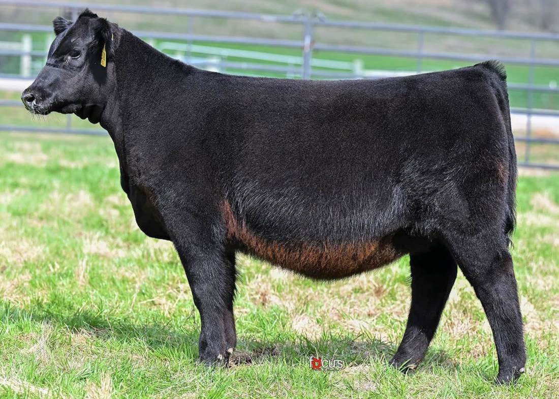 Conley A 1 - CATTLE VISIONS