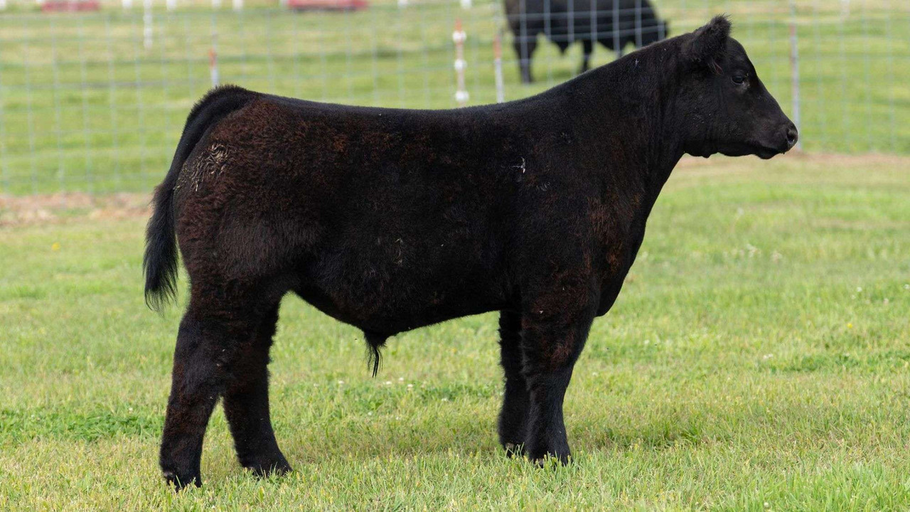 その他 Cattle Call [CD] Whizard – GRISWOLD CATTLE