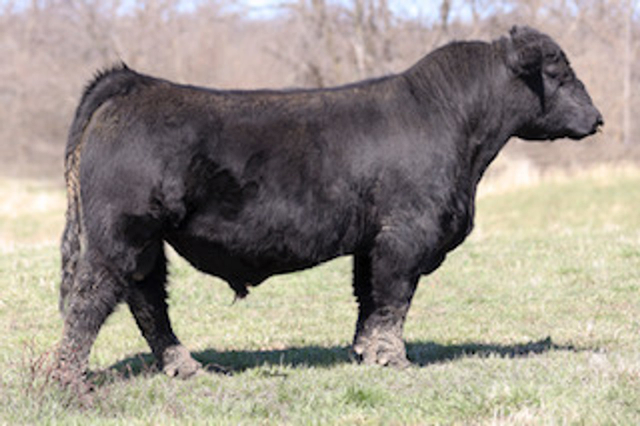 801 • Cattle Visions • Premier Multi-Breed Online Semen
