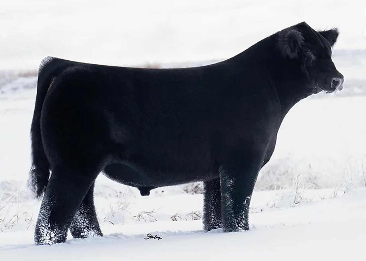 米7” Calvin Stuart / Black Brother Bablan Turn 300 See Me Yah Records /00050 RHYTHM & SOUND - See Mi Yah - Amazon.com Music