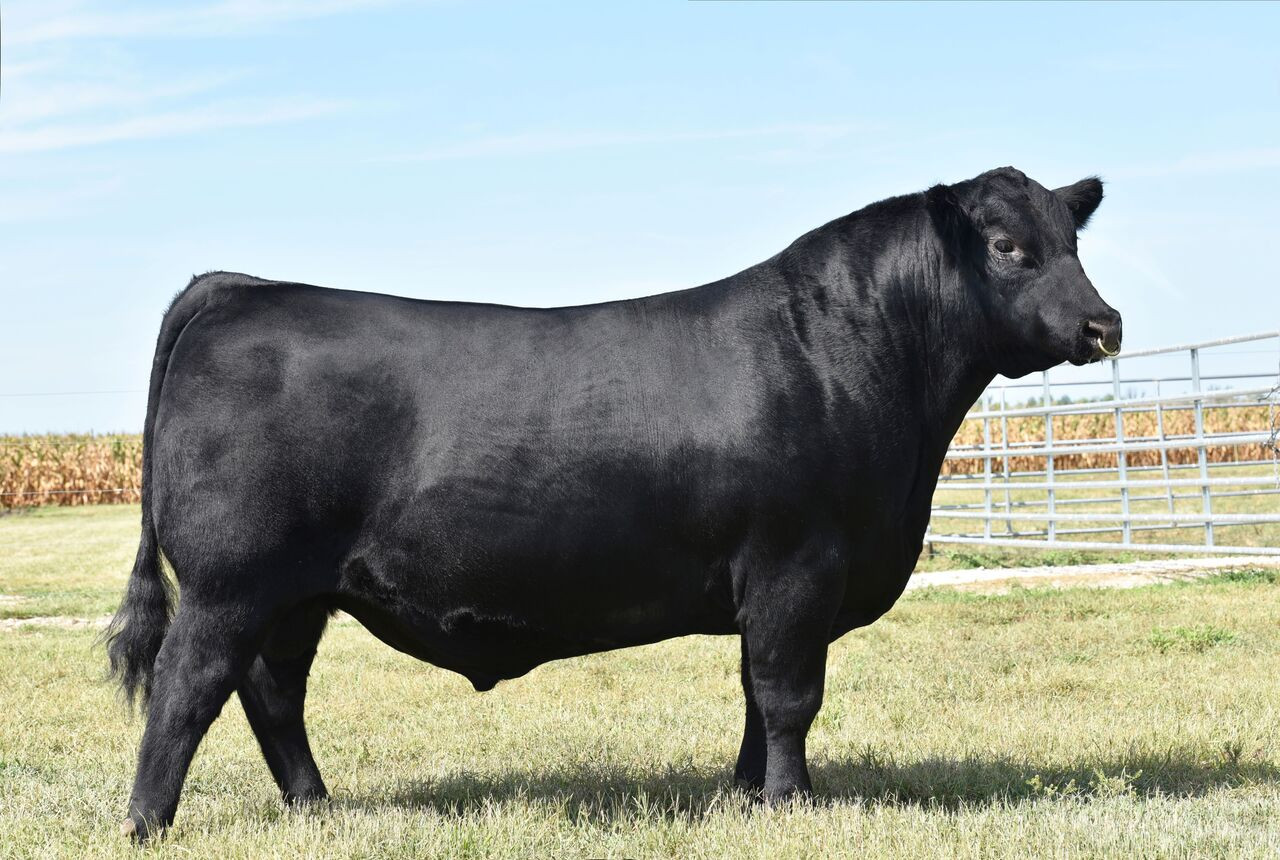Knight Rider Tractor York Farms Knight Rider 2259 - CATTLE VISIONS