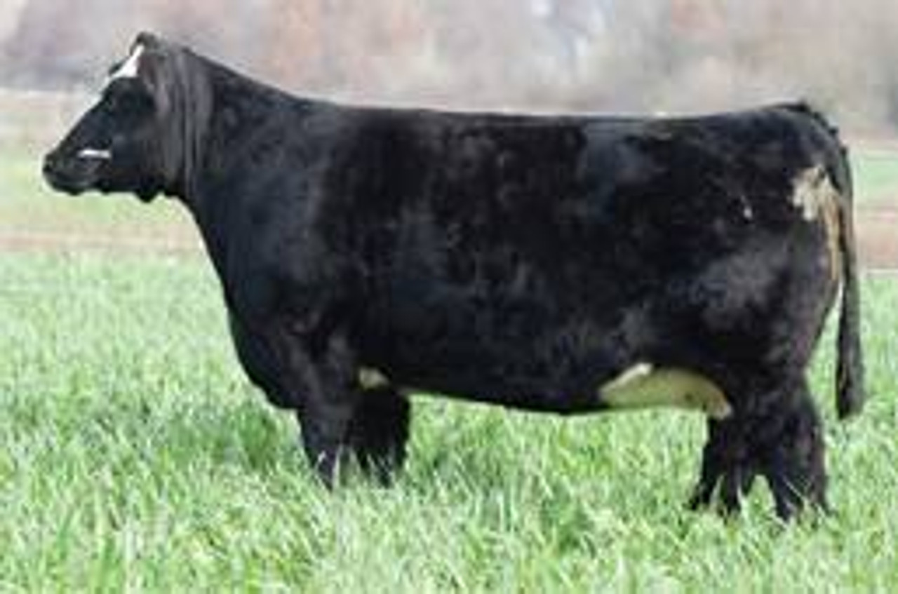 bullz KLLR WHISKEY BENT 207Z • Cattle Visions • Premier Multi