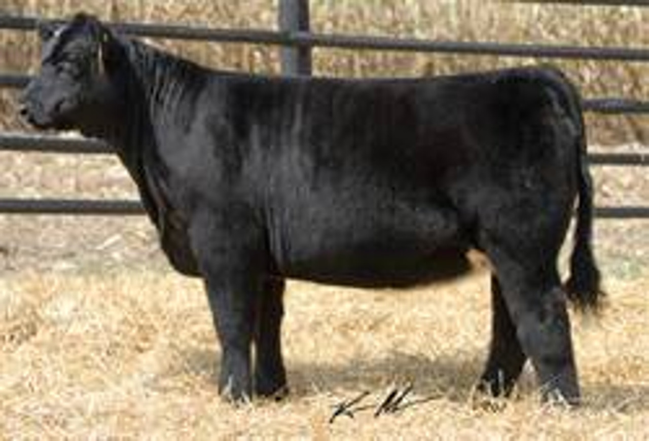 KLLR WHISKEY BENT 207Z • Cattle Visions • Premier Multi
