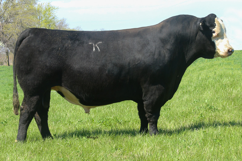 KSU BALD EAGLE 53G • Cattle Visions • Premier MultiBreed Online Semen