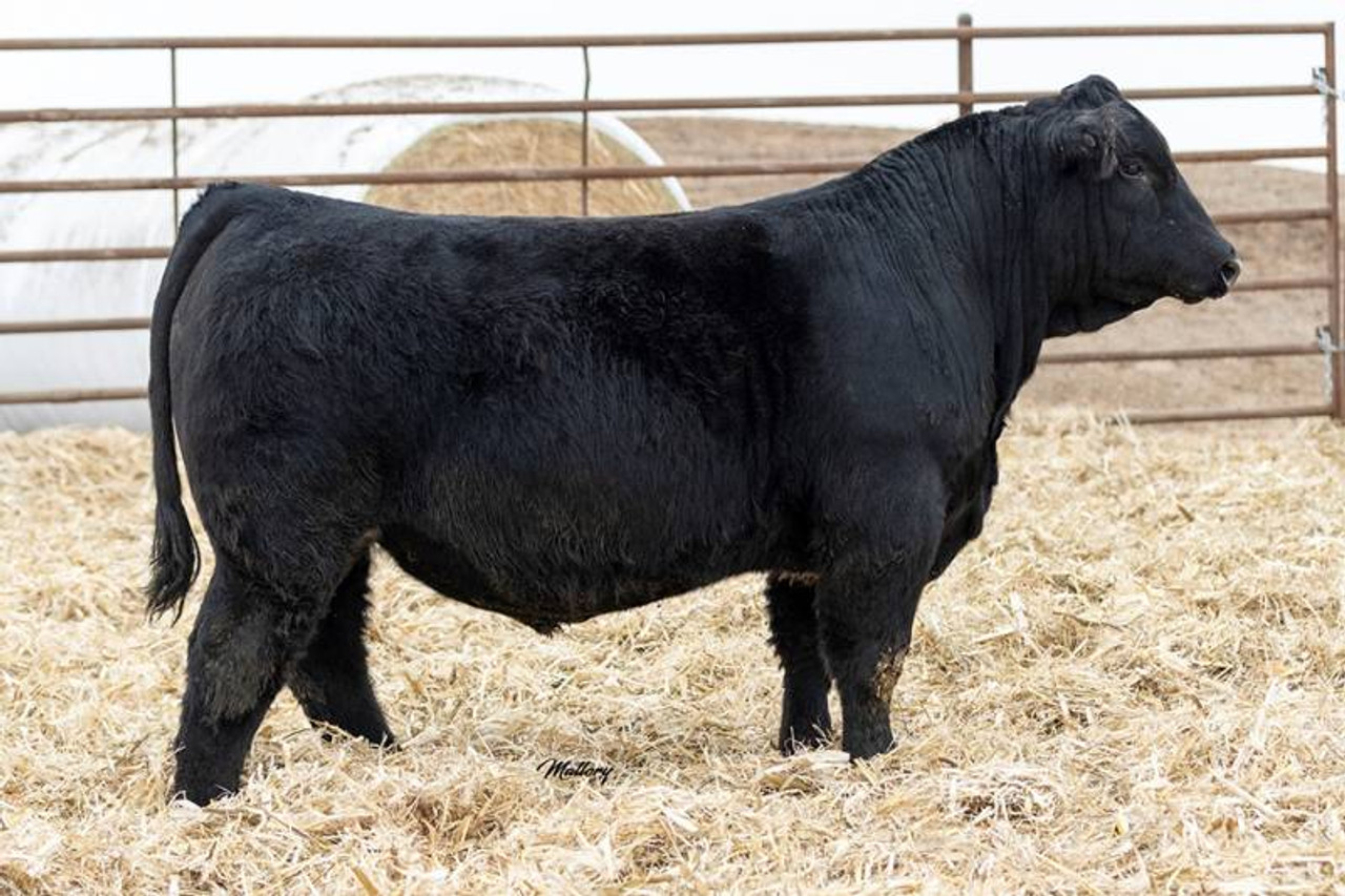 LCDR FAVOR 149F • Cattle Visions • Premier Multi-Breed