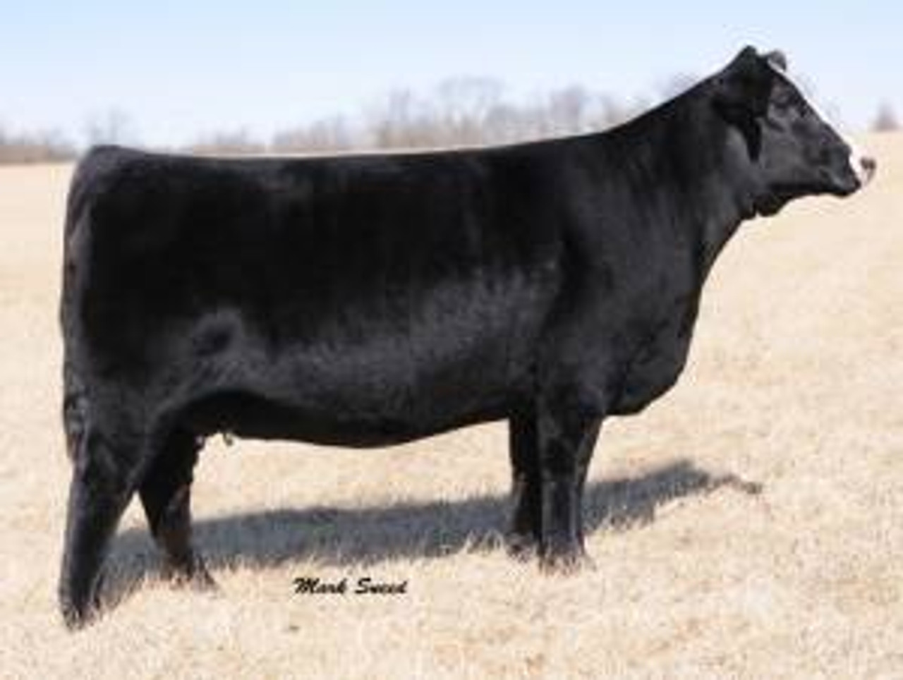 ●BIG BULL Jimmy