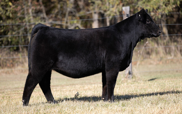 ウィルソン　LONGBOMB　WTF2011LB➕WTF2004X ウィルソン LONGBOMB WTF2011LB➕WTF2004X