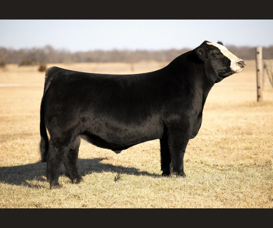 Cattle Visions | America's Premier Multi-Breed Semen Distributor