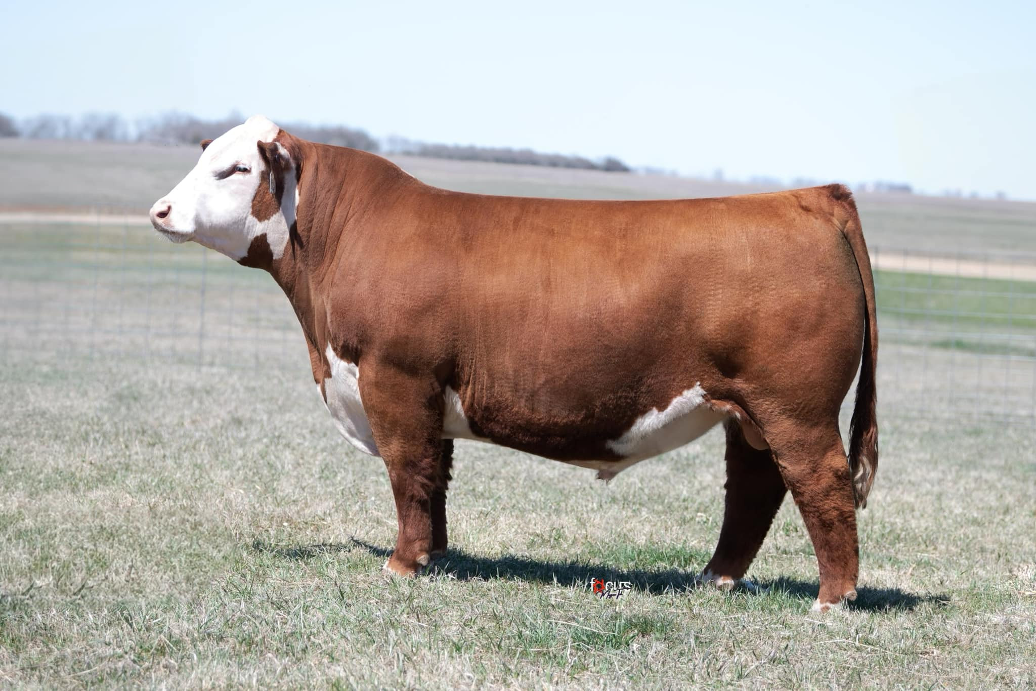 KJ 7603 Element 019L ET - CATTLE VISIONS