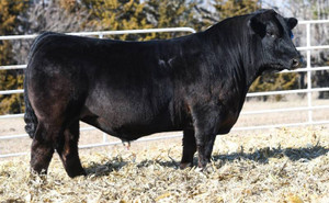 MR SR 71 Right Now E1538