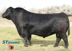 Musgrave 316 Exclusive