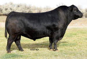 Musgrave 316 Exclusive (4 Mil Female Sexed)