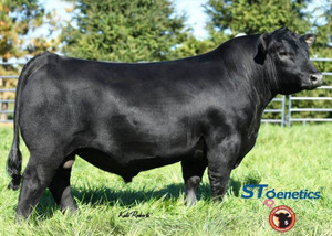Myers Fair-N-Square M39(Female Sexed 4M)