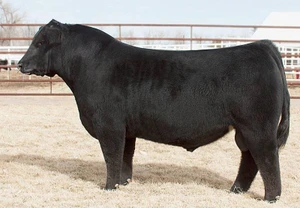 BNWZ Data Bank 1311C (Sexed Female)