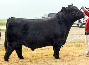 Colburn Creed 5770 (sale)