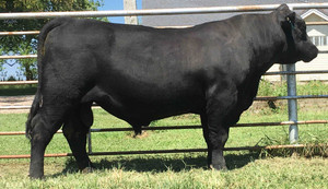 E-Lee Mayflower Oasis 969