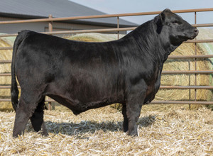 Schooley Haggard A411H