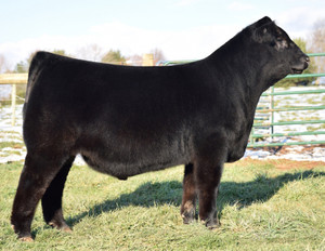 TASF Hole in One 411H