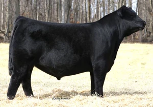 LMF Vision 416