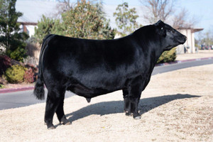 Jensen Virtual 003 FAF FCC (Sexed)