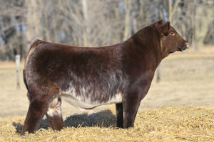 SS SL Train Station 010 (Sexed Female)