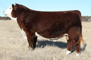HW4 Pure Country 0109