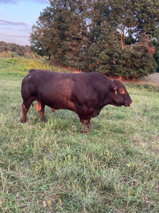 Macho 017 (South Poll)