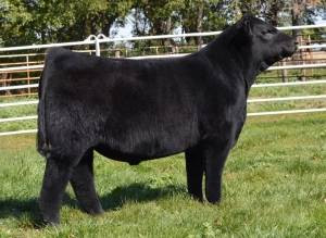 JF Back In Black 406B