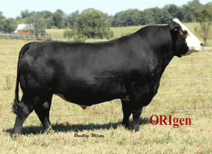 BCKST Black Dynasty Z420 ET