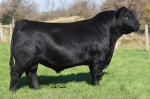 Werner Flat Top 4136