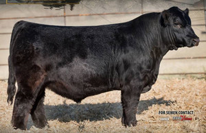 Long's/BF Entitled H15