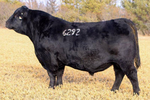 LT All Night (LT Forefront 6292)