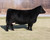 Dam - JSC KATIE 5S