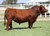 Most Wanted bull sold at Horn Livestock in fall 2024 for $12,000