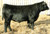 Invision sons at Musgrave Angus, IL Invision sons at Musgrave Angus, IL