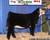 No Worries' Champion HiMaine Heifer