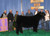 Res Steer 2018 NAILE - full brother to OPR for Vickland