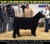 Old Portland Road's full brother is a many time champion steer!
