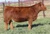 Red Paint Progeny here at Wildberry Simmentals