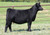 Plum Creek Paradox heifer at Sullivan
