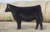 Plum Creek Paradox daughter, many time champ for Levisay, CA